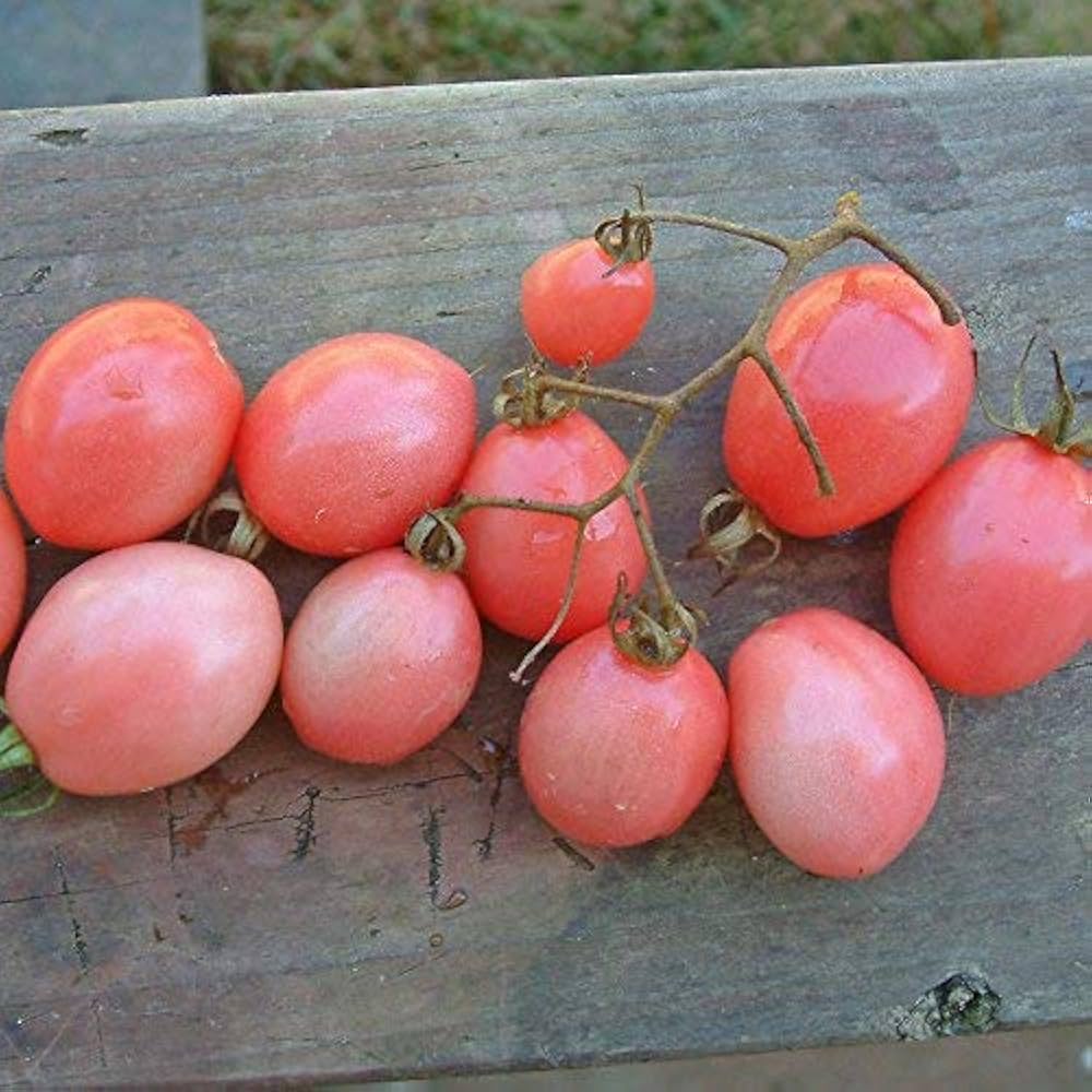 Pink tomato plant grown from seeds with smooth, rosy-hued fruits and juicy texture